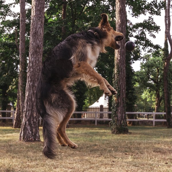 Boll, S | Top gome që kërcen