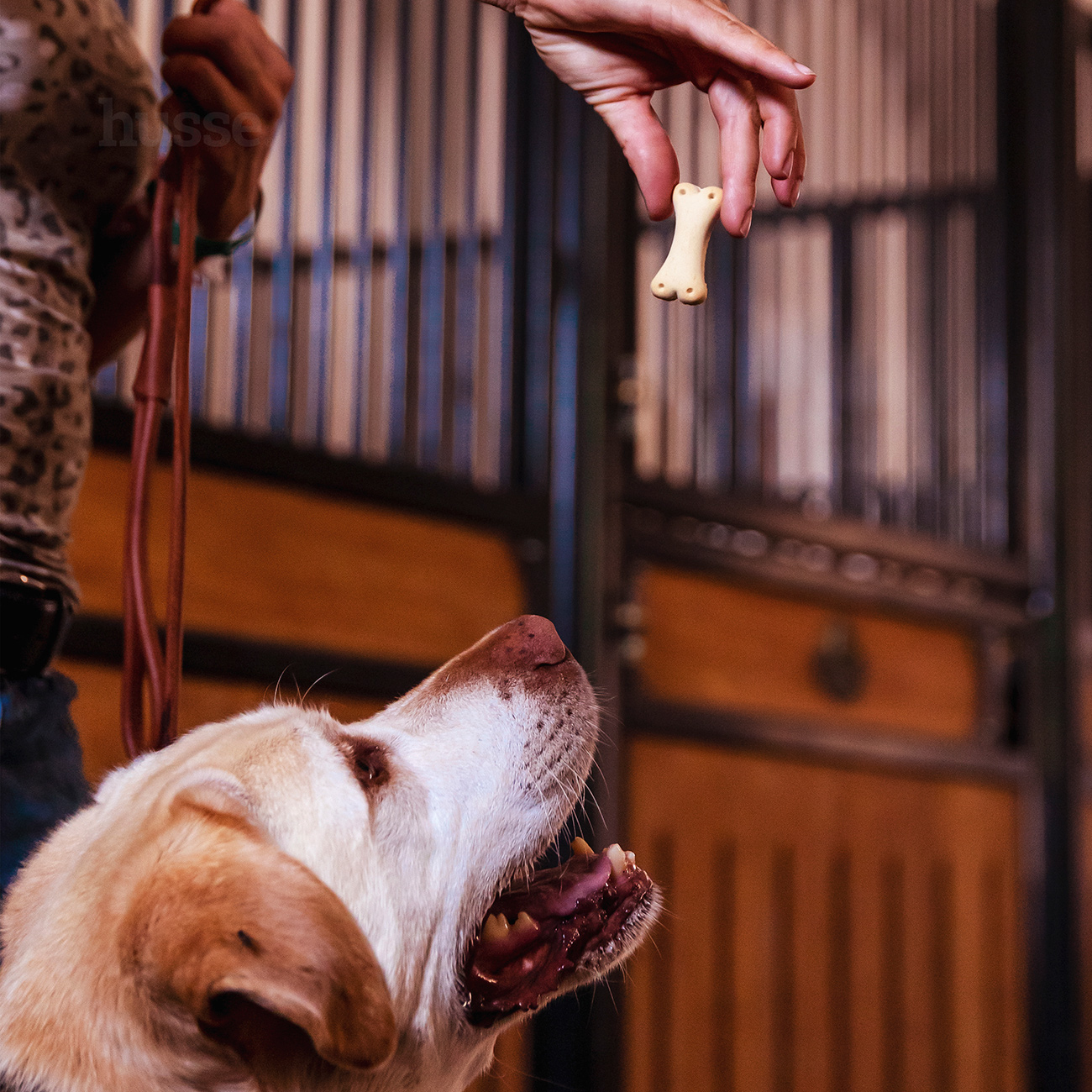 Kex L, 400 g | Biskota në formë kocke për qen