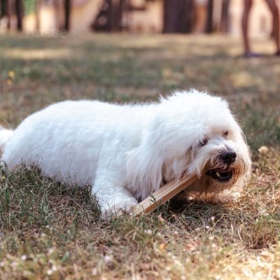 Dental S, 20 pcs | Treats dentare pa gluten për qentë