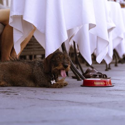 Bowl, S | Tas i qëndrueshëm për kafshët shtëpiake - prej çeliku inoks