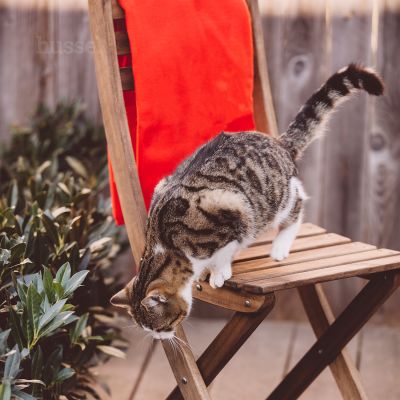 Blanket, S | Batanije e butë prej  pellushi për rehati maksimale