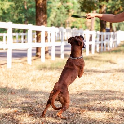 Dental S, 20 pcs | Treats dentare pa gluten për qentë